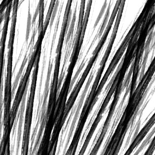 Detall arbre, de Montse Noguera